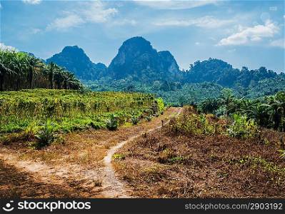 Tropical landscape in Phuket Thailand