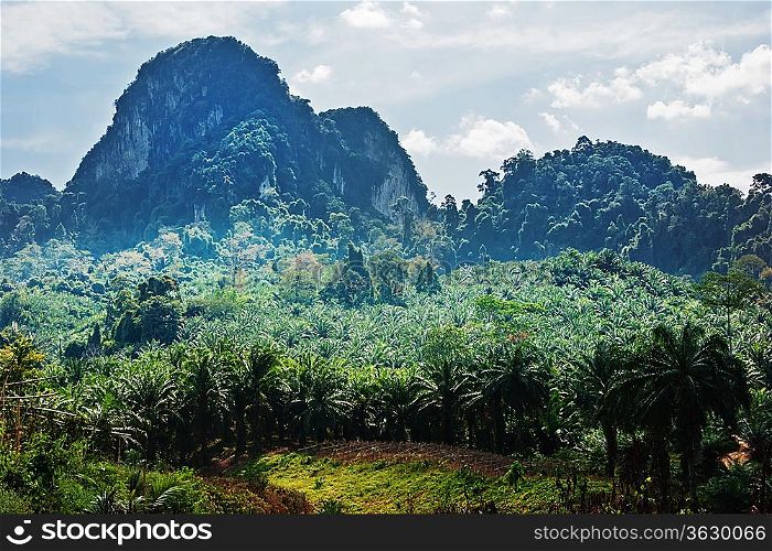 Tropical landscape in Phuket Thailand