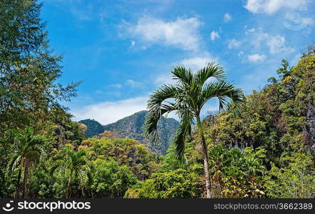 Tropical landscape in Phuket Thailand