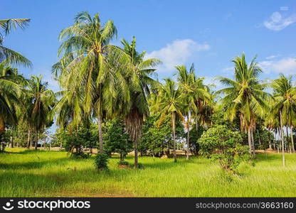 Tropical landscape in Phuket Thailand