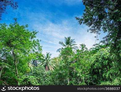 Tropical landscape in Phuket Thailand