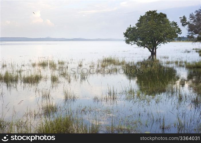 Tropical landscape with lake and tree. Sri Lanka
