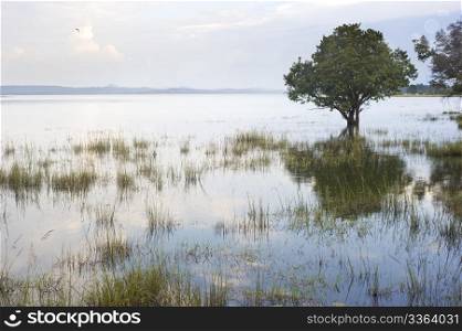 Tropical landscape with lake and tree. Sri Lanka