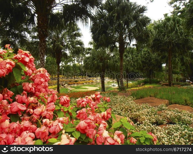 Tropical landscape witn flowers. Chon Buri, Thailand.