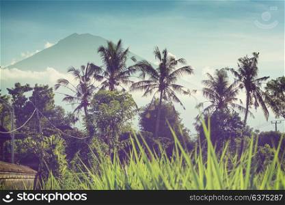 Tropical landscapes inIsland of Bali, Indonesia