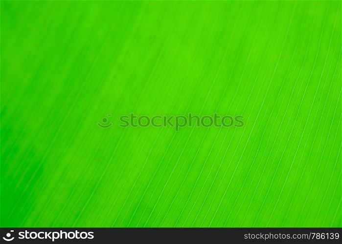 tropical leaf texture nature green background