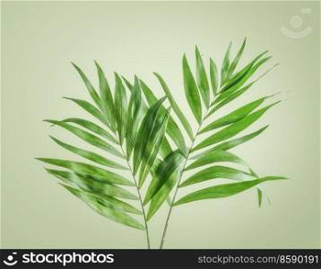 Tropical leaves at pale green background. Two palm branches. Front view.