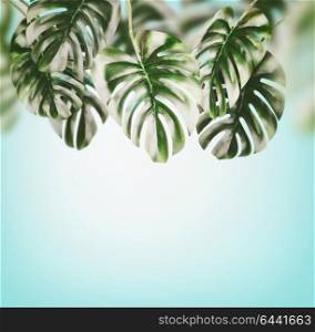 Tropical leaves background . Hanging Monstera Branches hanging at blue sky of summer, border