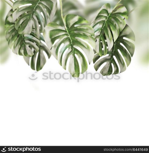Tropical leaves background . Hanging Monstera branches hanging , isolated on white background