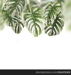 Tropical leaves background . Hanging Monstera branches hanging , isolated on white background