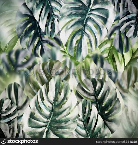 Tropical leaves background. Monstera leaf texture or pattern