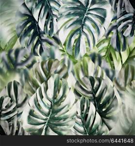 Tropical leaves background. Monstera leaf texture or pattern
