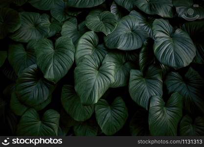 Tropical leaves background of king of heart in the garden