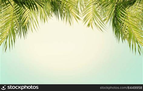 Tropical leaves background with sky and sunshine. Hanging palm tree branches.