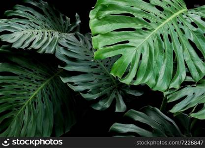 Tropical leaves exotic floral pattern of split leaf philodendron Monstera (Monstera deliciosa) the forest foliage plant on black background.