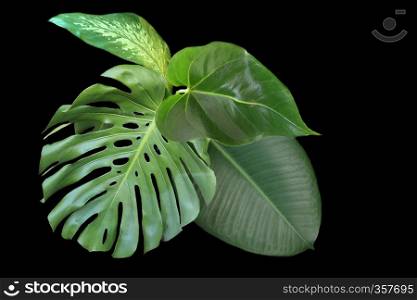 tropical leaves isolated on a black background