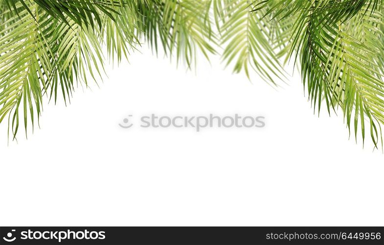 Tropical leaves, isolated on white background. Hanging palm tree branches.