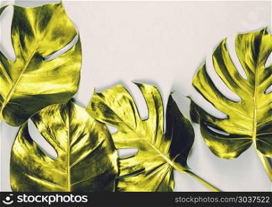 Tropical leaves Monstera on colorful background. Flat lay, top view. Tropical leaves Monstera on colorful background. Tropical leaves Monstera on colorful background