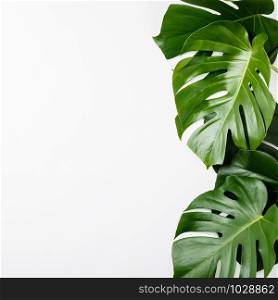 Tropical leaves Monstera on white background. Flat lay, top view, space for text. Tropical leaves Monstera on white background, copyspace