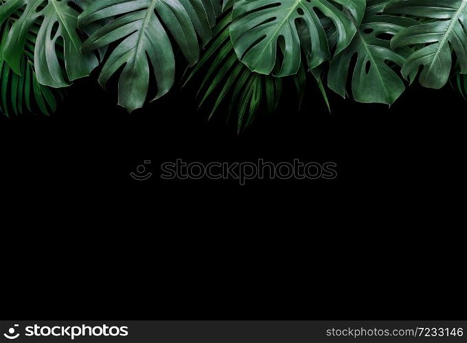 Tropical leaves on black background