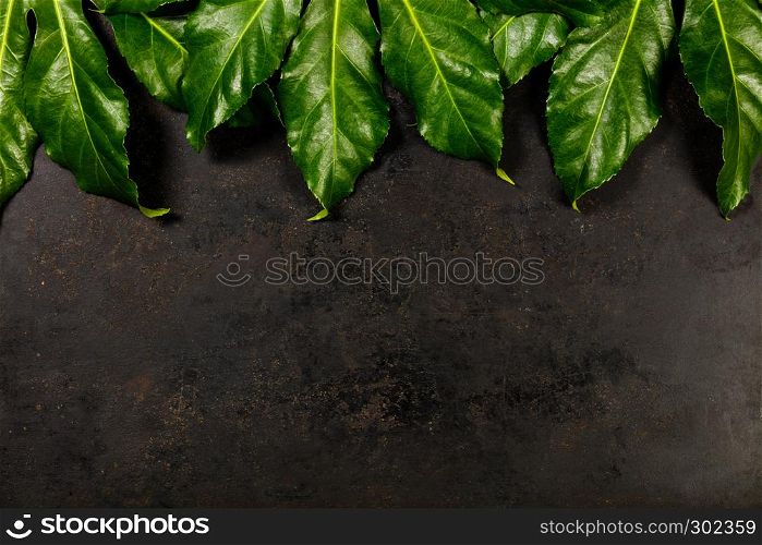 Tropical leaves on dark rustic background. minimal concept. Flat lay.. Tropical leaves on dark rustic background, flat lay, top view