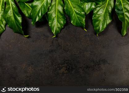Tropical leaves on dark rustic background. minimal concept. Flat lay.. Tropical leaves on dark rustic background, flat lay, top view