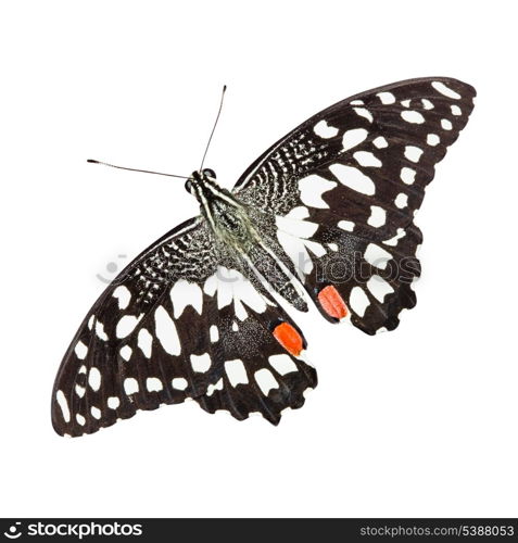 Tropical Lime butterfly isolated on white background