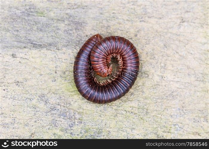 Tropical Millipede on the ground close up
