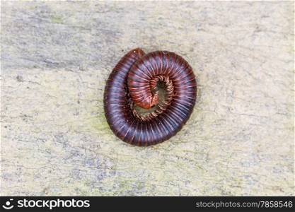 Tropical Millipede on the ground close up