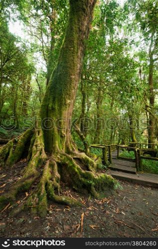 Tropical misty rainforest landscape of outdoor park with big tree roots, jungle plants and wooden bridge. Travel background at Doi Inthanon, Chiang Mai province, Thailand