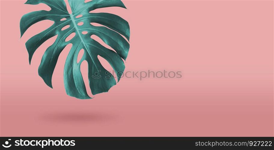 Tropical monstera leaf on coral color background minimal summer