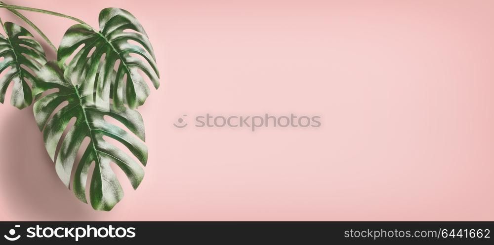 Tropical Monstera leaves at pastel pink background, summer background with copy space for design, template or banner