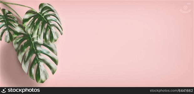 Tropical Monstera leaves at pastel pink background, summer background with copy space for design, template or banner