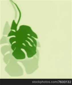 Tropical Monstera leaves shadow at light green background