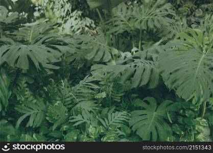 Tropical monstera plants leaf. Nature dark green background.