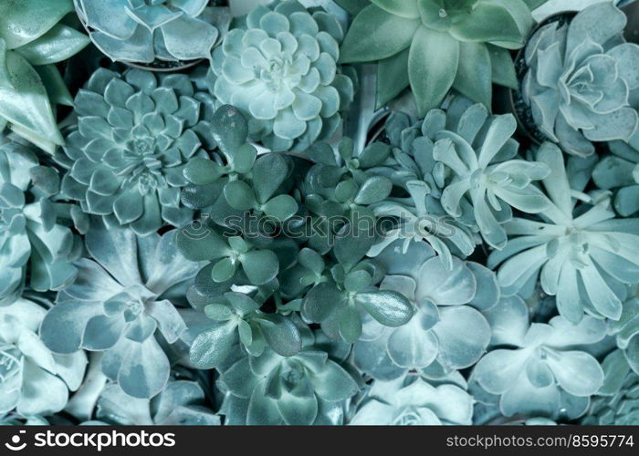 Tropical natural green background with succulent plants, top view, toned. Tropical green background