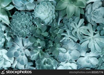 Tropical natural green background with succulent plants, top view, toned. Tropical green background