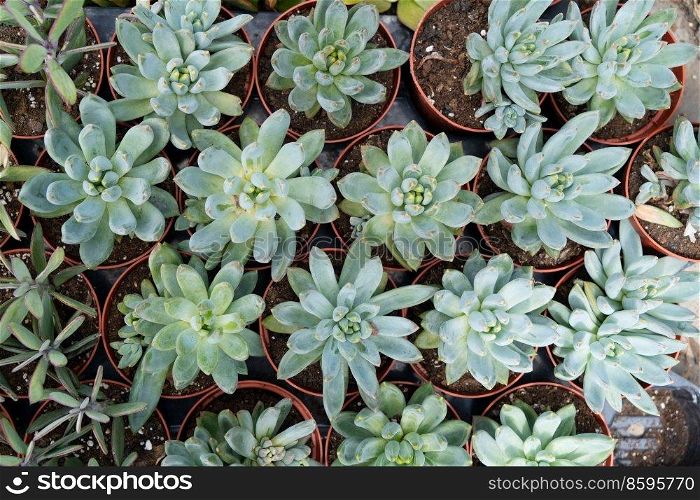 Tropical natural green background with succulent plants, top view. Tropical green background