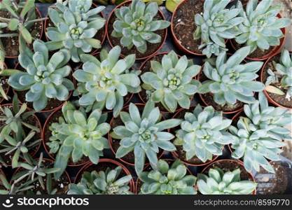 Tropical natural green background with succulent plants, top view. Tropical green background