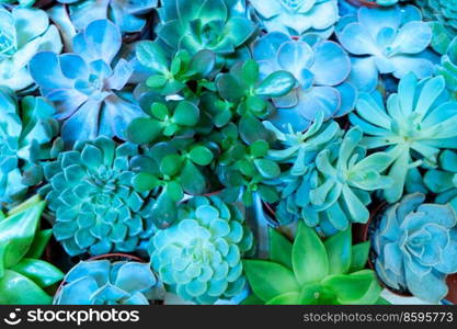 Tropical natural green background with succulent plants, top view. Tropical green background