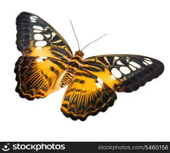 Tropical orange and black - butterfly isolated on white background