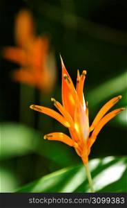 Tropical orange heliconia flower