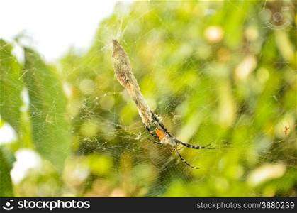 Tropical orb-web spider