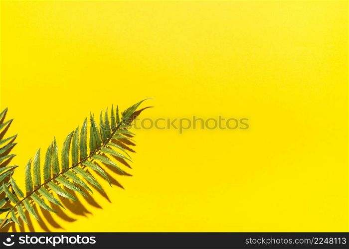 tropical palm branches colorful surface