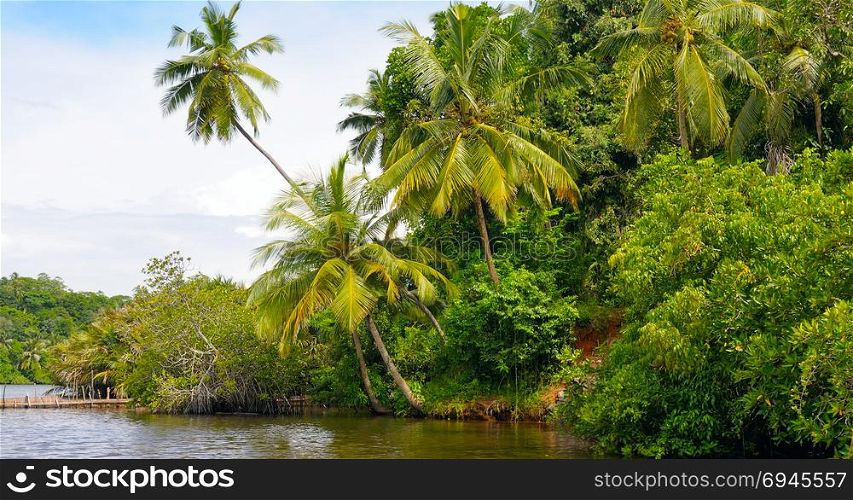 Tropical palm forest on the river bank. Sri Lanka. Wide photo.