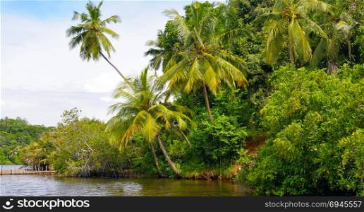 Tropical palm forest on the river bank. Sri Lanka. Wide photo.