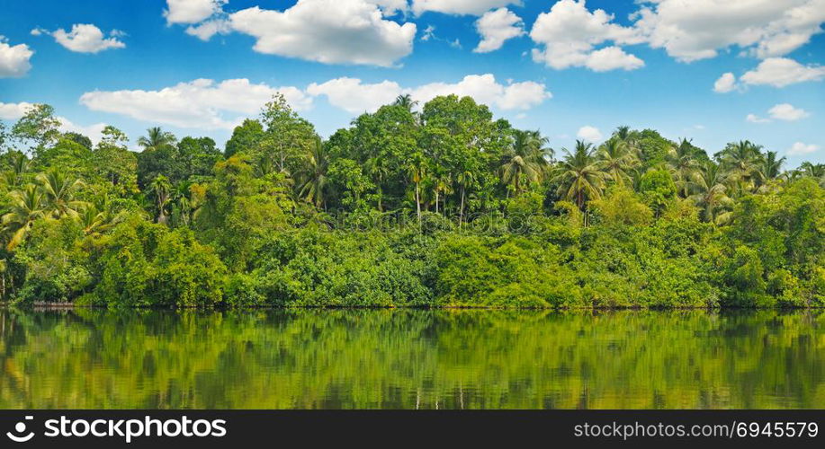 Tropical palm forest on the river bank. Sri Lanka Wide photo.