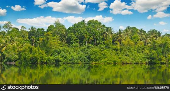 Tropical palm forest on the river bank. Sri Lanka Wide photo.