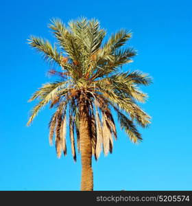 tropical palm in morocco africa alone and the sky