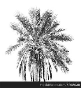 tropical palm in morocco africa alone and the sky